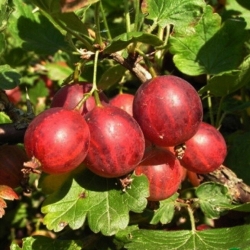 Крыжовник "Раволт" (красный)