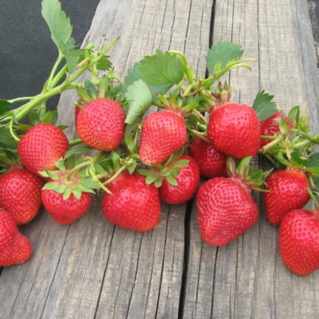 Клубника ранняя "Клери"