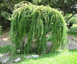 Лиственница европейская (60-70см) Larix decidua 