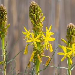 Асфоделина желтая \ Asphodeline lutea (L.) Reichb