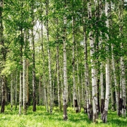 Берёза