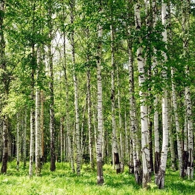 Берёза