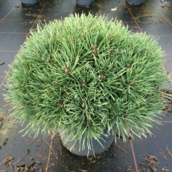 Сосна обыкновенная 35-40см (контейнер)\ Pinus sylvestris