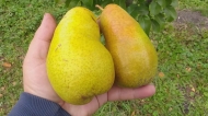 Груша "Амфора"