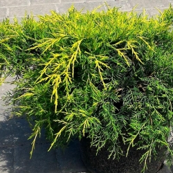 Можжевельник средний Олд Голд \ Juniperus media Old Gold (контейнер 0,5л) h 15-20см