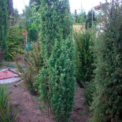 Можжевельник обыкновенный Мейер (контейнер)\Juniperus communis Meyer