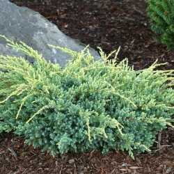 Можжевельник чешуйчатый Холгер \ Juniperus squamata Holger