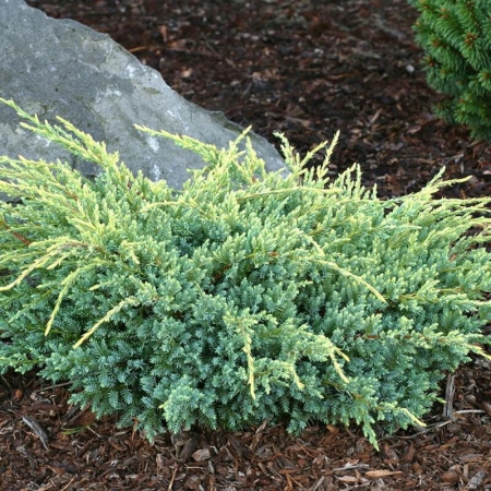Можжевельник чешуйчатый Холгер \ Juniperus squamata Holger