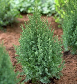 Можжевельник китайский Стрикта\ Juniperus chinensis Stricta