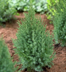 Можжевельник китайский Стрикта\ Juniperus chinensis Stricta