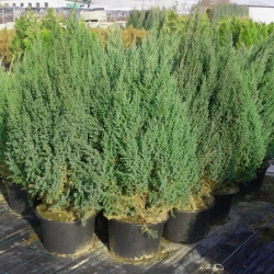 Можжевельник китайский Стрикта\ Juniperus chinensis Stricta