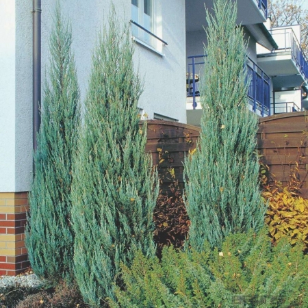 Можжевельник скальный "Скайрокет"\Juniperus scopulorum "Skyrocket"