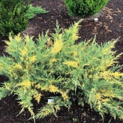 Можжевельник средний Блю энд Голд \ Juniperus media Blue and Gold