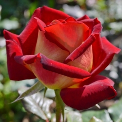 Роза чайно-гибридная "Нью Фешн"\"New Fashion"