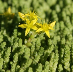 Очиток едкий \ Sedum acre L.