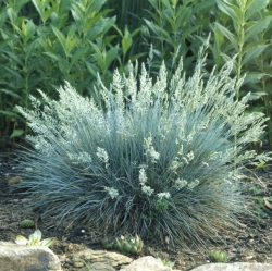 Овсяница \ Festuca