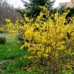 Форзиция Жиральда \ Forsythia giraldiana Lingelsh