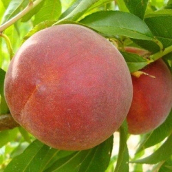 Персик "Даймонд принцесс" (Диамонд Принцес, Diamond Princess)