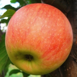 Яблоня "Пинова" (Германия)