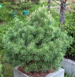 Сосна обыкновенная\Pinus sylvestris (70-80см, контейнер)