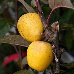 Яблоня "Питмастон" (Ананасная) 