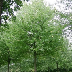 Клён серебристый "Лациниатум Виери"\ Acer saccharinum Laciniatum Wieri