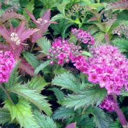 Спирея японская Криспа \ Spiraea japonica Crispa