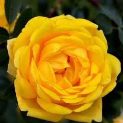 Роза плетистая "Персиан Елоу"/ Persian Yellow