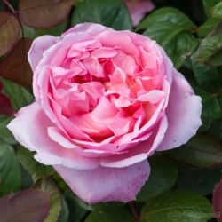  Роза английская Brother Cadfael