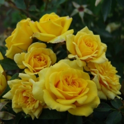 Роза бордюрная, спрей  Санрайз