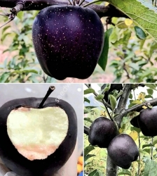 Яблоня "Блек Даймонд" Черный Бриллиант (Black Diamond) 