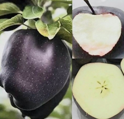 Яблоня "Черный Алмаз" Black Diamond 
