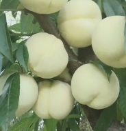 Персик "Айс Пич" (Ice Peach) Белый персик