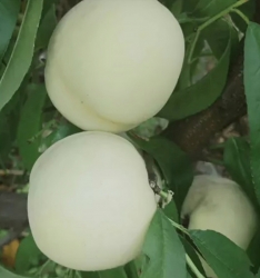 Персик "Айс Пич" (Ice Peach) Белый персик