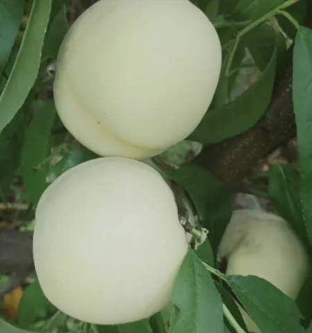 Персик "Айс Пич" (Ice Peach) Белый персик