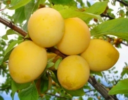 Слива Очаковская желтая 