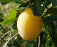 Слива Очаковская желтая 