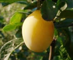 Слива Очаковская желтая 