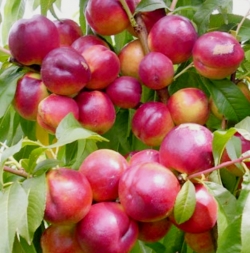Нектарин Флеминг Фьюри PF 11