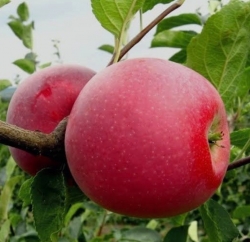 Яблоня Мелруж (поздняя) 