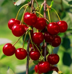 Вишня Кантереноши (средняя) 