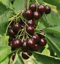 Черешня Эпик (ранняя) 