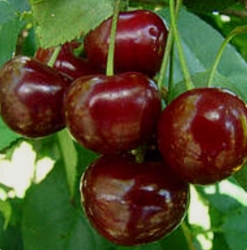 Вишня Славянка (ранняя) 