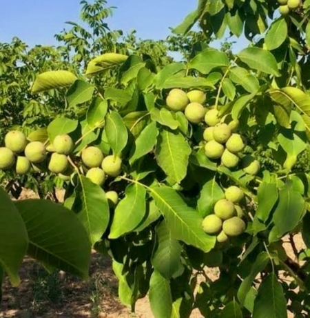 Грецкий Орех Юкаливский Крепыш (Низкорослый) 
