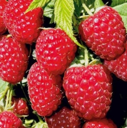 Малина ремонтантная Гигант Рубиновый 