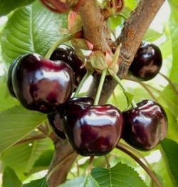 Черешня Французская Черная (поздняя) 