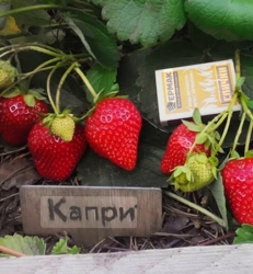 Клубника ремонтантная Капри