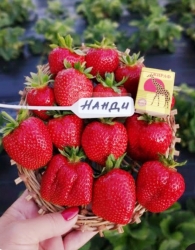 Клубника средняя Нанди