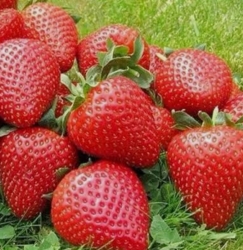 Клубника средняя Элианни