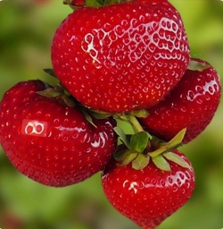 Клубника средняя Сенсация 